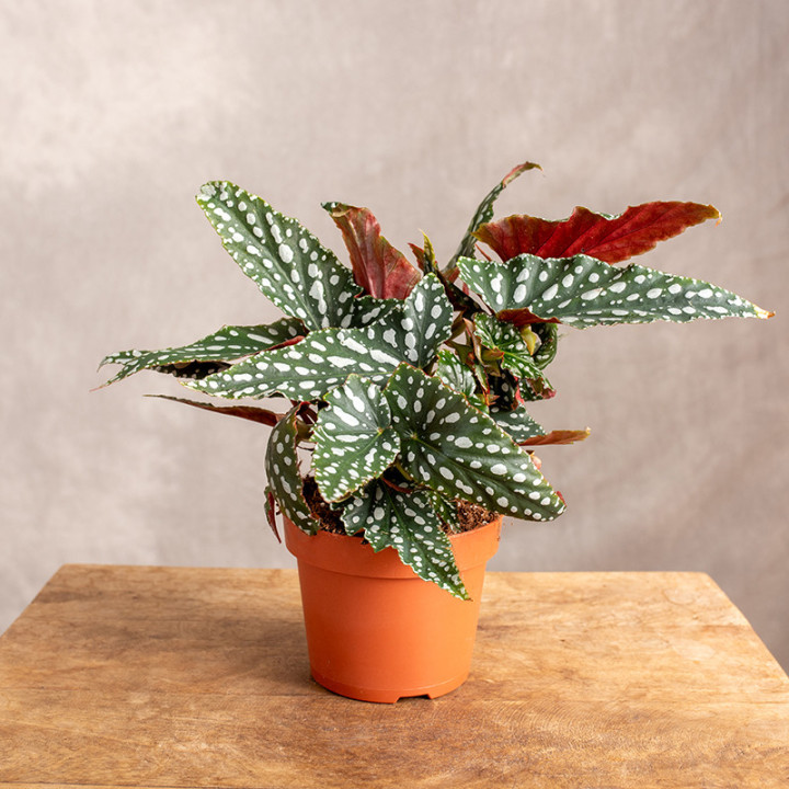 Begonia maculata 'Spotlight Grey' | Tomaszewski