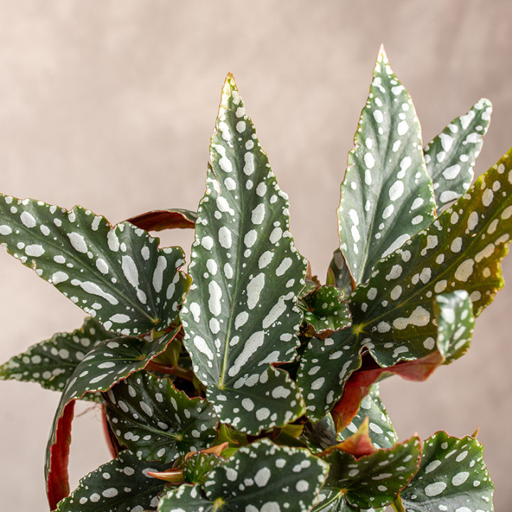 Begonia maculata 'Spotlight Grey' | Tomaszewski
