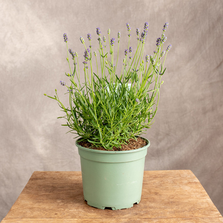 Lawenda wąskolistna | Lavandula angustifolia