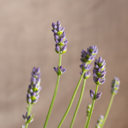 Lawenda wąskolistna | Lavandula angustifolia