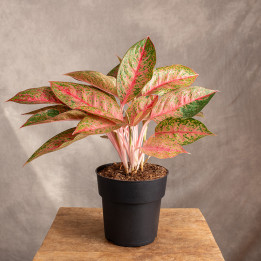 Aglonema 'Tango Pink' | Tomaszewski