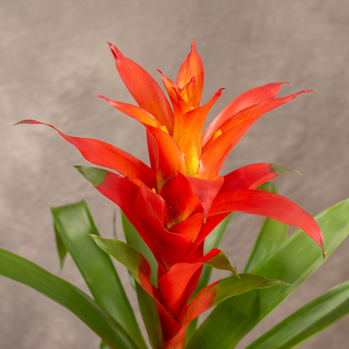 Guzmania 'Calypso' | Tomaszewski
