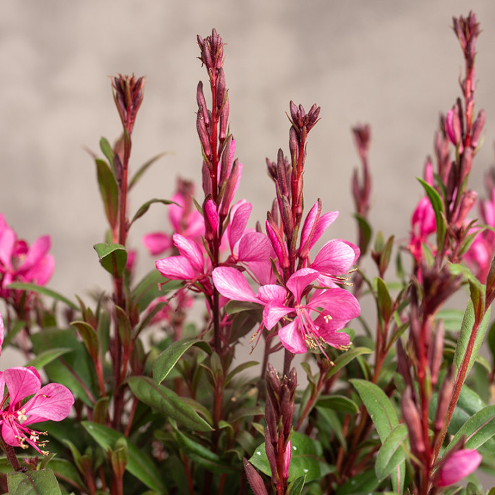 Gaura 'Gaudi Rose'