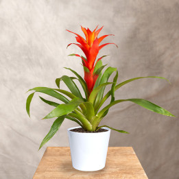Guzmania 'Calypso' | Tomaszewski