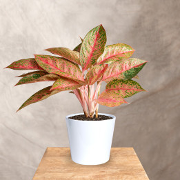 Aglonema 'Tango Pink' | Tomaszewski
