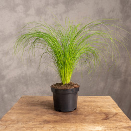Ostnica mocna ‘Pony Tails’