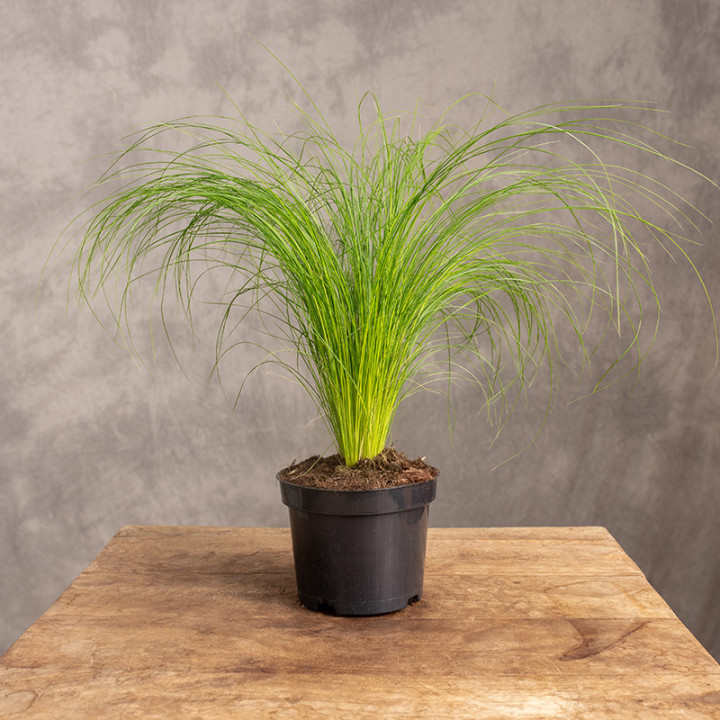 Ostnica mocna ‘Pony Tails’