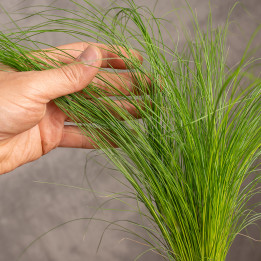 Ostnica mocna ‘Pony Tails’