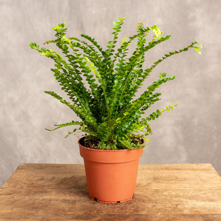 Nefrolepis sercolistny 'Duffii'
