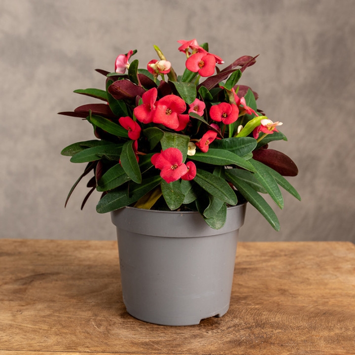 Euphorbia milii | Tomaszewski