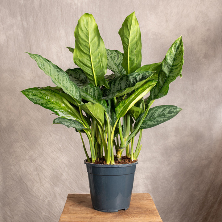 Aglonema 'Chantal' | Tomaszewski