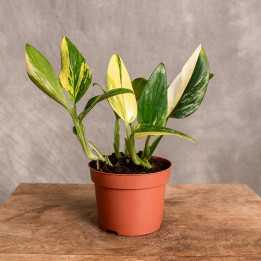 Monstera standleyana 'Variegata'