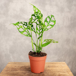 Monstera obliqua 'Peru' | Tomaszewski