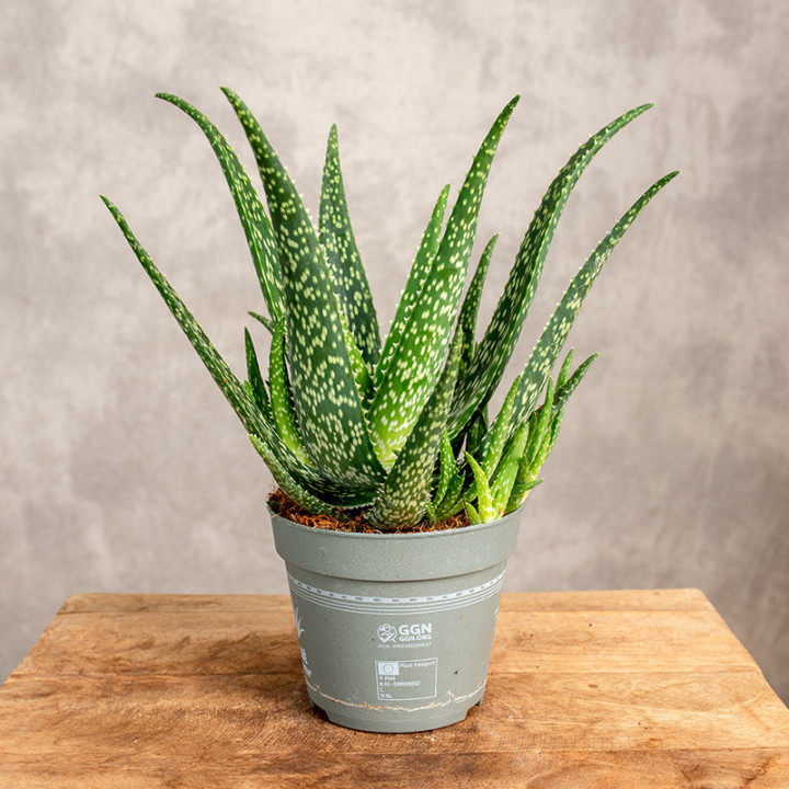 Aloes leczniczy | Tomaszewski