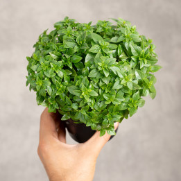 Bazylia | Ocimum basilicum L.