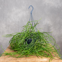 Patyczak Rhipsalis puniceodiscus | Wiszący