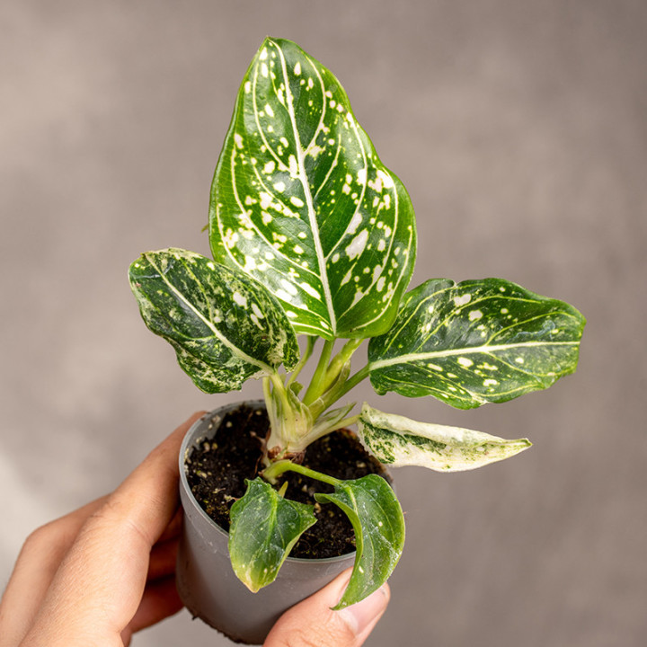 Aglonema 'Tom’s Pride' | Tomaszewski