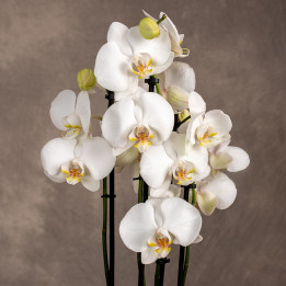 Storczyk duży | Biały | Phalaenopsis