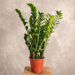 Zamiokulkas | Duży | Zamioculcas zamiifolia