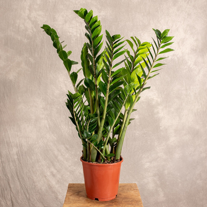 Zamiokulkas | Duży | Zamioculcas zamiifolia