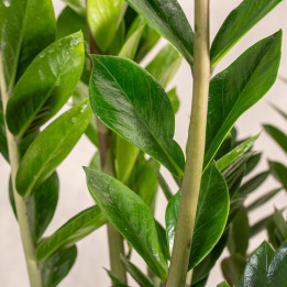 Zamiokulkas | Duży | Zamioculcas zamiifolia