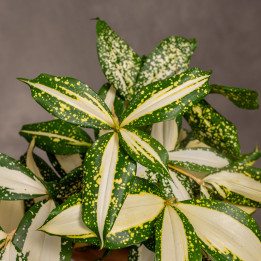 Dracena rozgałęziona 'Milky Way' | Tomaszewski