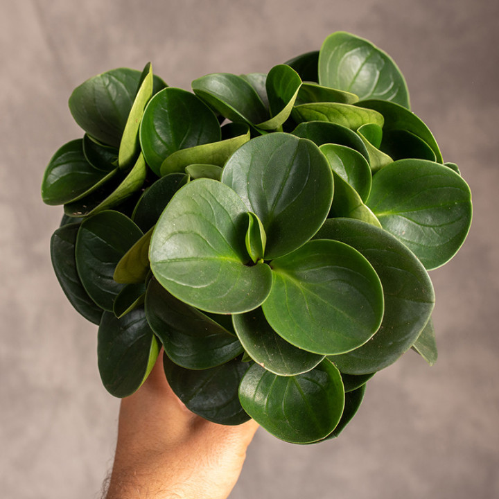 Peperomia obtusifolia 'Red Canyon' | Tomaszewski