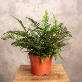 Paproć Athyrium | Tomaszewski