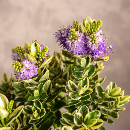 Hebe variegata | Duże