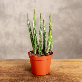 Senecio 'Mountain Grass'