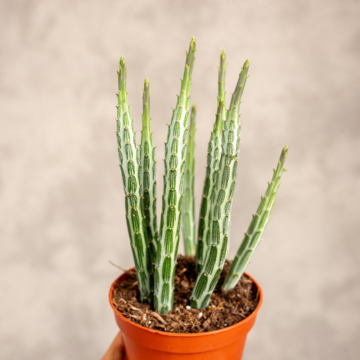 Senecio 'Mountain Grass'