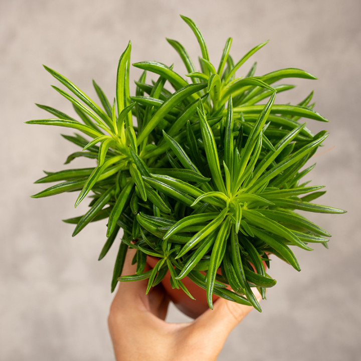Peperomia tępolistna 'Obtipan Bicolor' | Peperomia obtusifolia