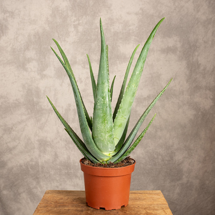 Aloes leczeniczy 'Aloe Vera' doniczkowy