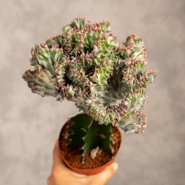 Kaktus Euphorbia szczepiona - wilczomlecz