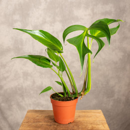 Monstera 'Burle Marx Flame' | Tomaszewski