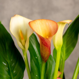 Zantedeschia 'Flame' | Tomaszewski