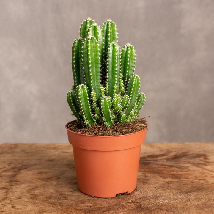 Cereus peruwiański 'Florida' | Tomaszewski