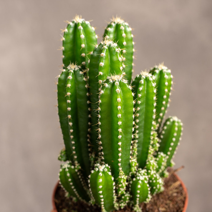 Cereus peruwiański 'Florida' | Tomaszewski