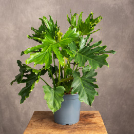 Filodendron selloum | Tomaszewski