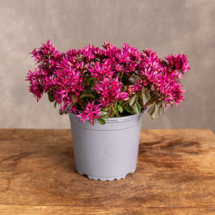 Rozchodnik kaukaski 'Spot on Deep Rose' | Tomaszewski