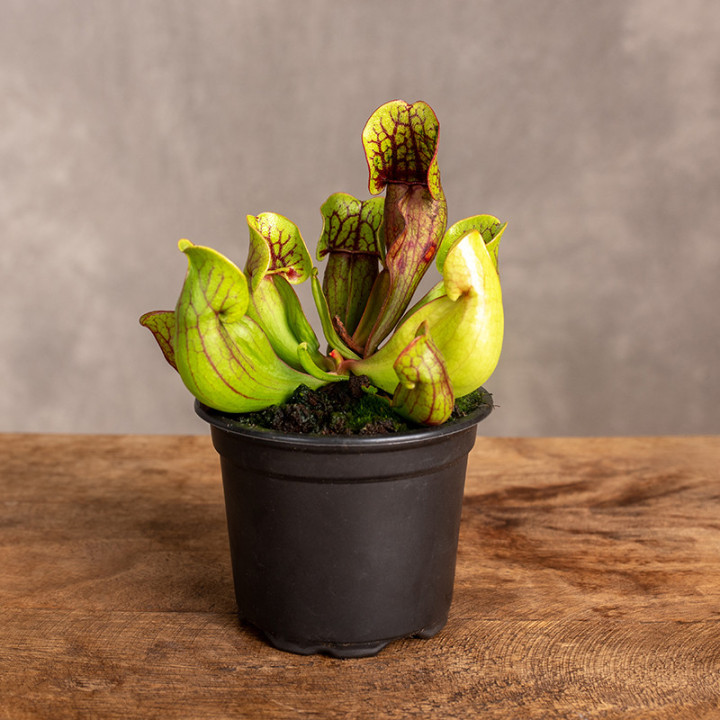 Muchołówka amerykańska | Dionaea muscipula