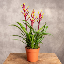 Guzmania 'Misty' | Tomaszewski