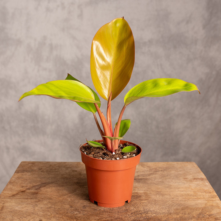 Filodendron ‘Mars’ | Tomaszewski