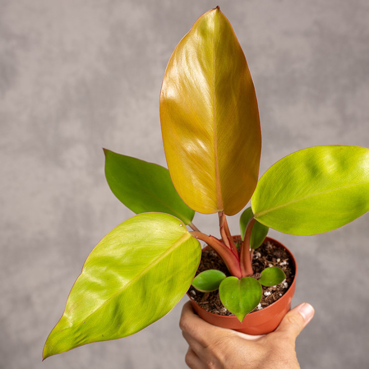 Filodendron ‘Mars’ | Tomaszewski
