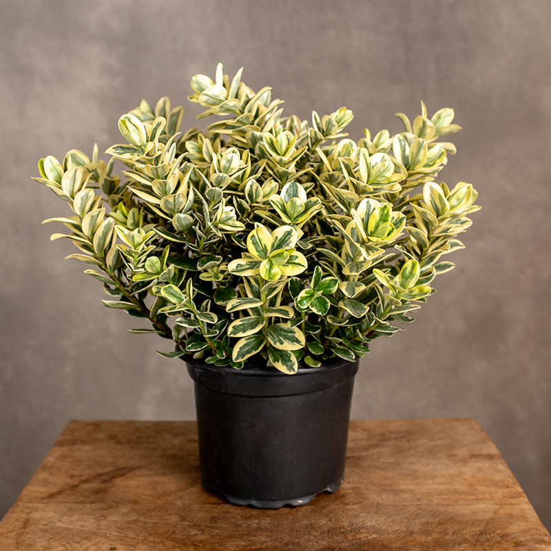 Hebe variegata