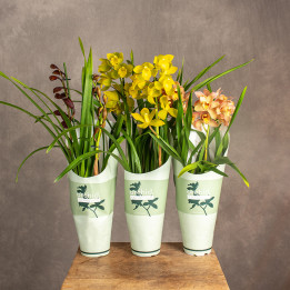 Storczyk Cymbidium MIX kolorów | Tomaszewski