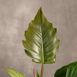 Filodendron bipinnatifidum ‘Choco Empress’ | Tomaszewski