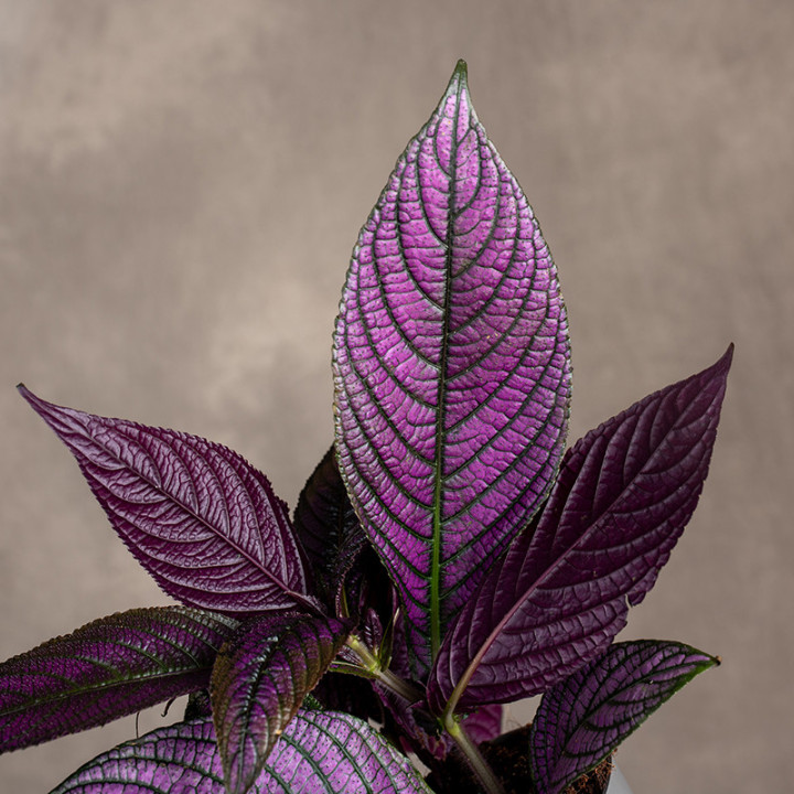 Strobilanthes dyeriana 'Persian Shield' | Tomaszewski