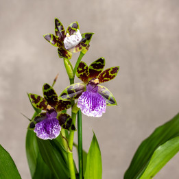Storczyk Zygopetalum | Tomaszewski