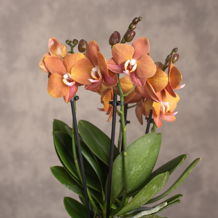 Storczyk multiflora 'Las Vegas' | Tomaszewski